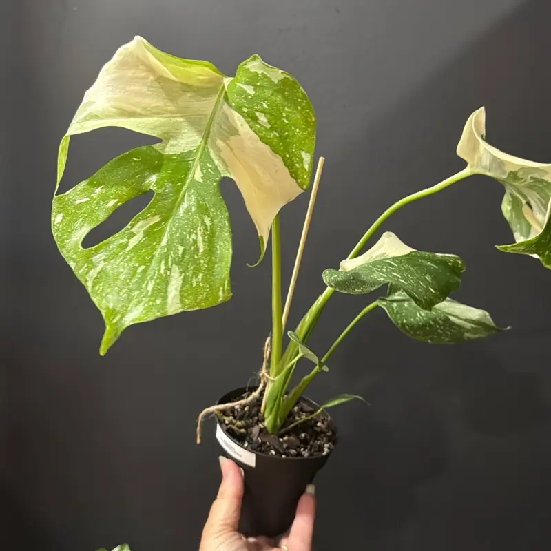 Monstera Thai Constellation