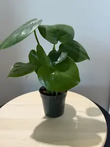 4'' Monstera Deliciosa