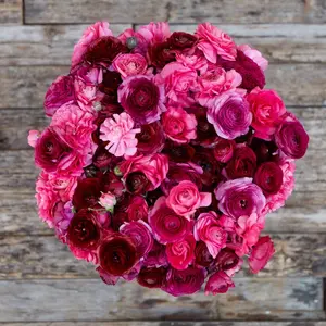 (10) Rosy Cherry Mix Ranunculus Corms Bulbs Tubers Spring Garden Flowers