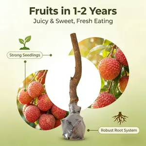 Lychee Tree Live Plant Tropical Fruit Tree for Home Garden, Suitable for Backyard Garden Patio or Container Gardening, Beginner Friendly Plant