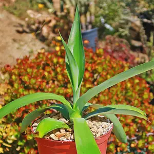 Octopus Agave - Agave vilmoriniana