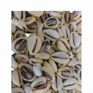 1LB Dilogun Cowie Shells Bag - For Ifa, Santería, Osha Religious Practices