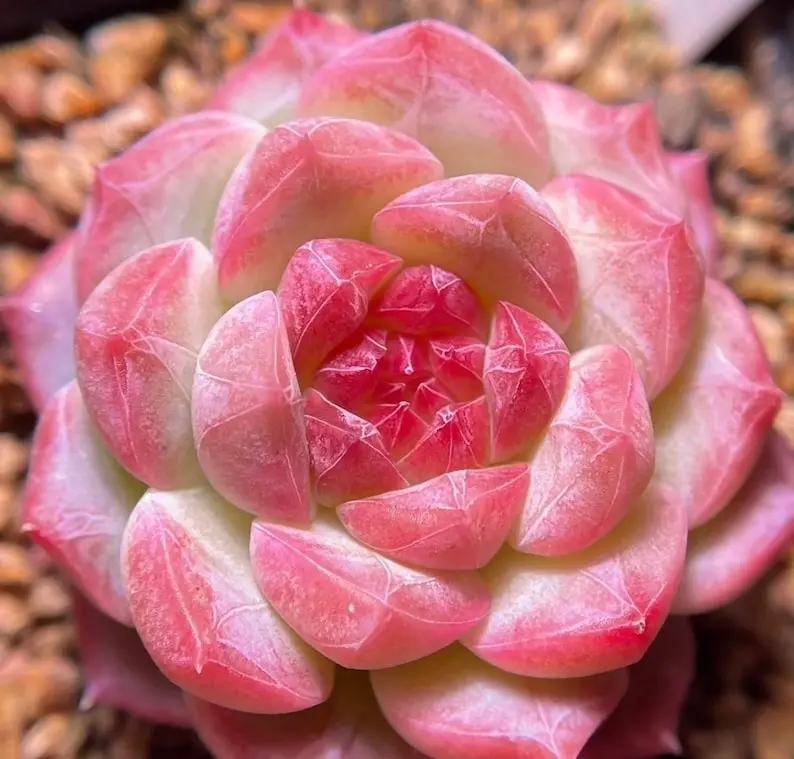 10 Rare succulent seeds, Echeveria Shichisennyo seeds
