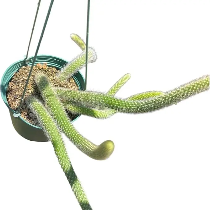 Monkey Tail Cactus (Hildewintera colademononis) 6Inch Pot