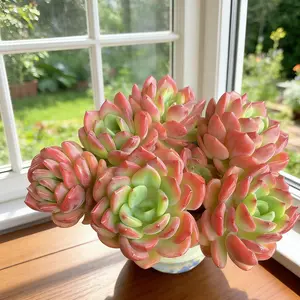 Live Colorful Multi-Head Succulent(Echeveria 'Fanta') – Bare Root, Easy-Care Plant | Beginner Friendly Christmas Gift & Festive Home Decor”