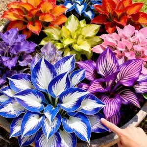 Name 800 pcs Mixed Color Hosta Plants for Garden Decoration Vibrant Variety Ideal for Diverse Settings Garden Enthusiasts with Colorful Leaves