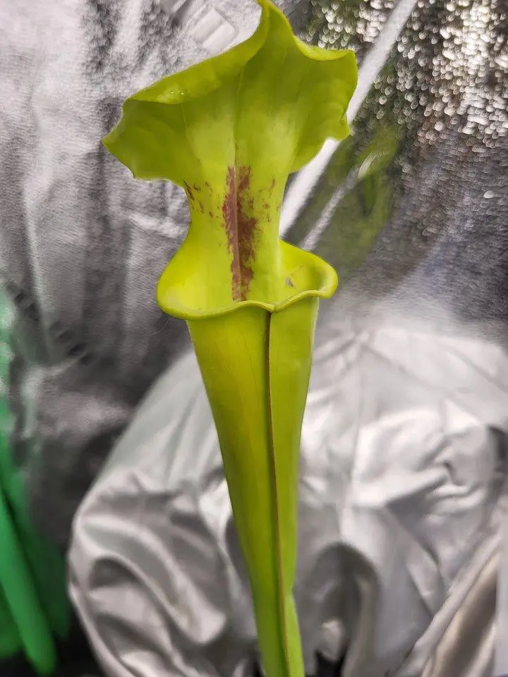 Sarracenia flava