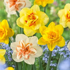 10 Bulbs Double Mixed Daffodil Flower Bulbs, 14/16cm, Fall Planting