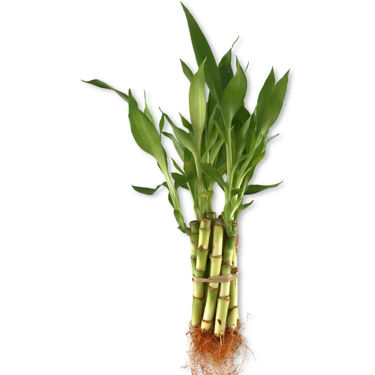 Lucky Indoor Bamboo - Live Plant - Ships Bare Root - 4 Inch Straight Stalks - Air Purifying Feng-Shui Zen Garden Houseplants