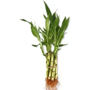 Lucky Indoor Bamboo - Live Plant - Ships Bare Root - 5-Pack of 4 Inch Straight Stalks - Air Purifying Feng-Shui Zen Garden Houseplants