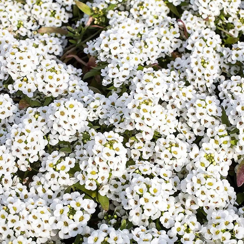 5000 Seeds Perennial Sweet Alyssum White Wild Flowers - Deer Resistant Garden Plant