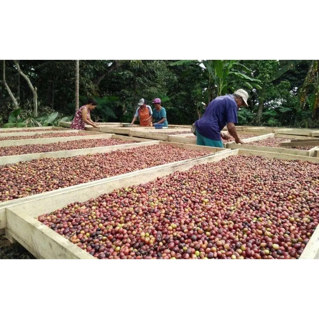 Bali Blue Moon Specialty Single Origin Coffee - Cert/Grade: Organic, SHG, EP - ROAST: Med/Dark