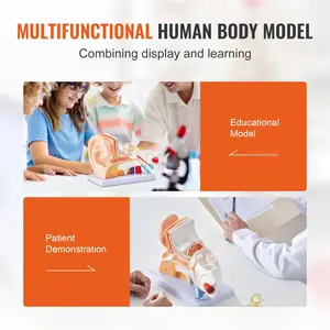 VEVOR  Human Ear Anatomy Model, 3 Parts 5 Times Enlarged Human Ear Model Displaying Outer, Middle, Inner Ear with Base, Professional PVC Anatomical Ear Model for Education Physiology Study Teaching