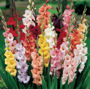 Mixed Color Gladiolus Seeds 1000+ – Vibrant Sword-Like Flowers, Easy to Grow, Perennial, Non-GMO, Indoor & Outdoor, Long Blooming, Cold & Heat Tolerant, Beginner-Friendly