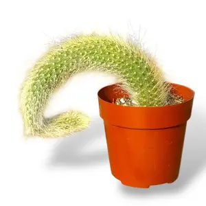 Monkey Tail, 2 Inch Pot, Live Plant