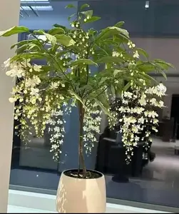 100pcs Jasmine Seeds – Heirloom, Non-GMO, Fast-Growing Variety, Perfect for Balcony Pots, Garden Beds, or DIY Flower Projects, Brings Pure White Blooms and Lasting Fragrance