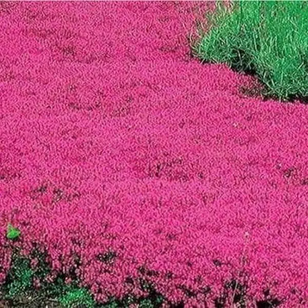 1000 highly adaptable and cold resistant red vine thyme seeds, emitting the scent of vanilla and lemon
