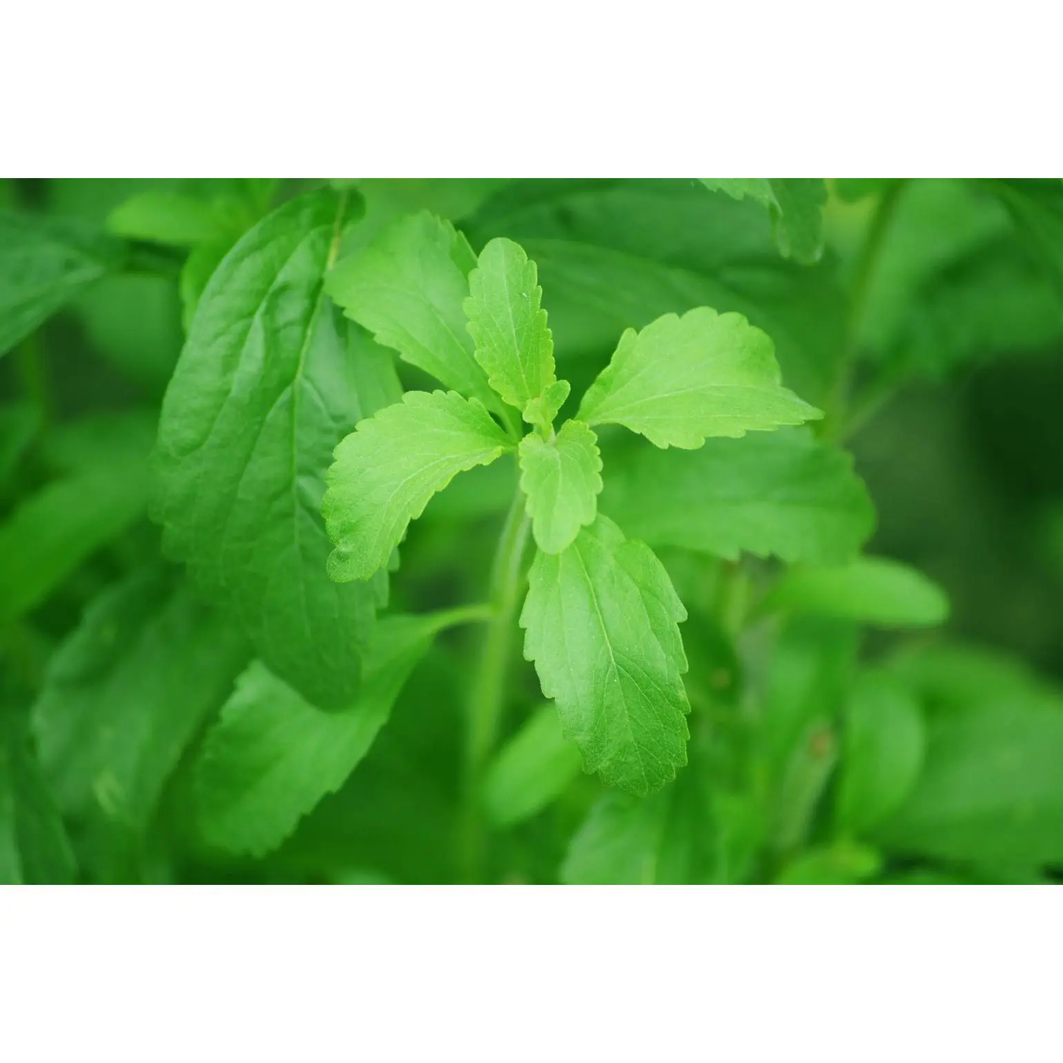 Stevia Leaf C/S Stevia Leaf C/S