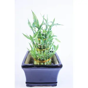 212 MAIN Classic Tower-Shape Multi-Layer Lucky Bamboo Decorative Plant, Ming-Inspired Handmade Sculpture Ornament, Elegant Ceramic Pot with 2 lbs Rocks & Mesh Bag for Home Decor