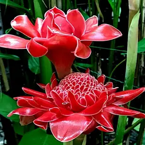 10 RED TORCH Ginger Seeds Etlingera elatior Rare Tropical Delight for Indoor Gardens Easy Care & Stunning Flowers