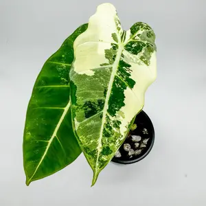 Variegated Alocasia Frydek-RARE
