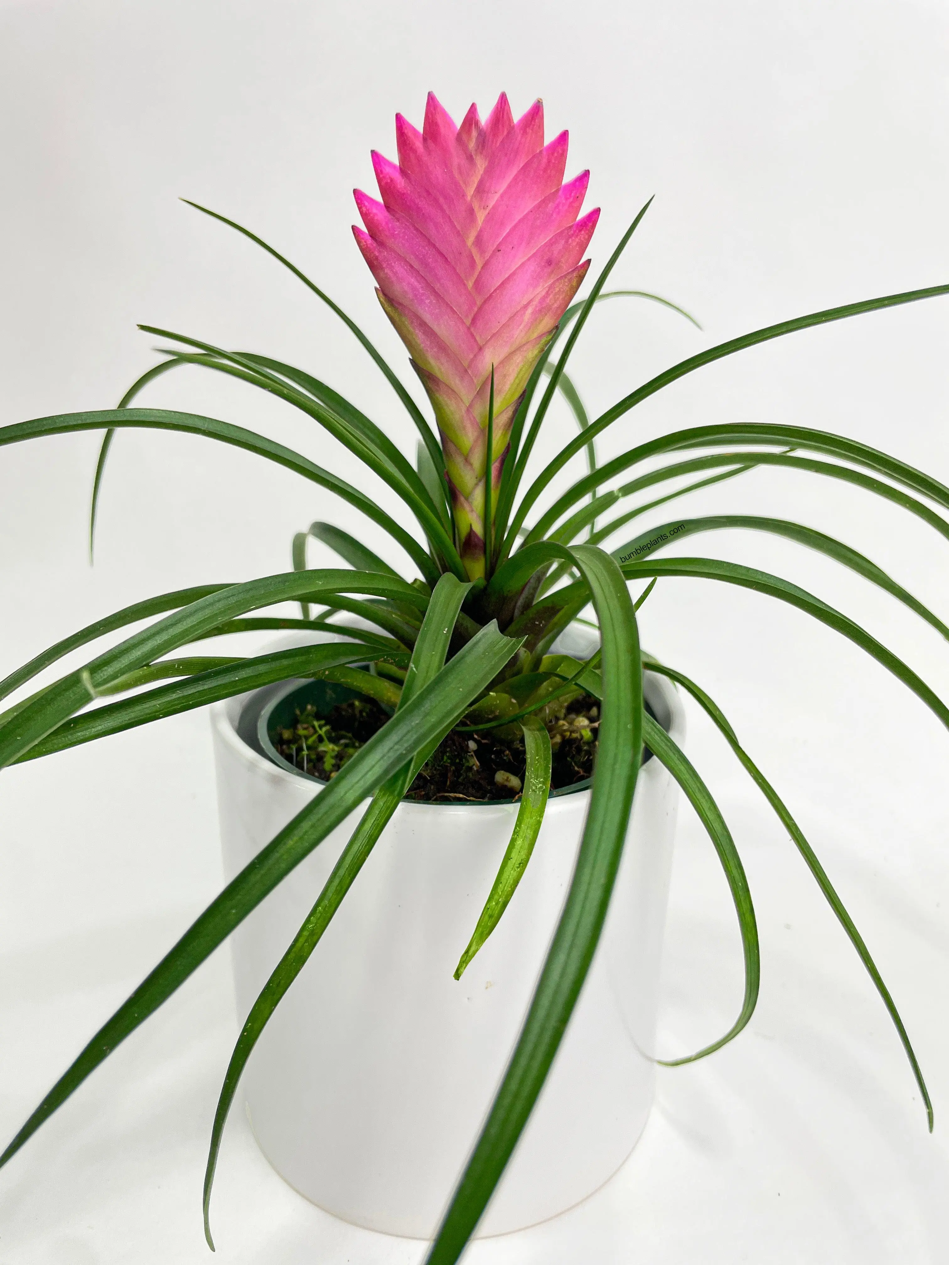 Tillandsia Cyanea 'Pink Quill' Bromeliad