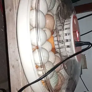 30 Egg Incubator with Automatic Turner, Digital Temperature and Humidity Display, and Built-in Egg Candler for Hatching Chickens, Quail, and Ducks