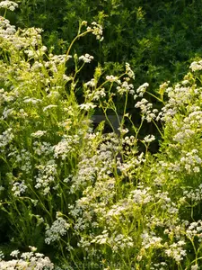 Caraway Seeds