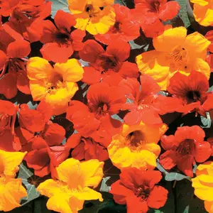 1000pcs flower seeds Mixed Nasturtium Seeds for Planting Mixed Color Nasturtium Seeds Jewel Mixture Non-GMO Seeds - Easy to Grow, Attracts Pollinators