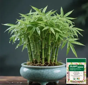 Lucky Bamboo Cypress Seed - Live Indoor Houseplants for Home Decor, Bamboo Plant, Indoor Low Light Plants, Feng Shui