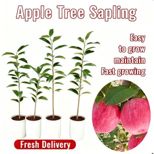 Red Fuji apple tree seedlings are small in size, high in yield, sweet and crisp fruits, cold-resistant, easy to grow in gardens and terraces, and produce moist and delicious apples every year.