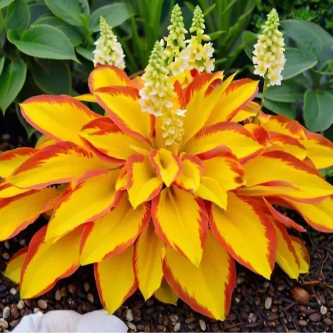 1000 pcs Hosta Seeds – Reliable Shade Perennials for Gardens & Courtyards