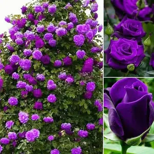 200 pcs Purple Rose Seeds Rosa Bush Shrub Perennial Showy Vine Flower - Non-GMO Rose Seeds for Planting Garden Outdoor Home