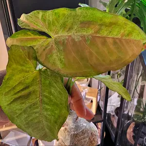 Syngonium Milk Confetti- Tricolor