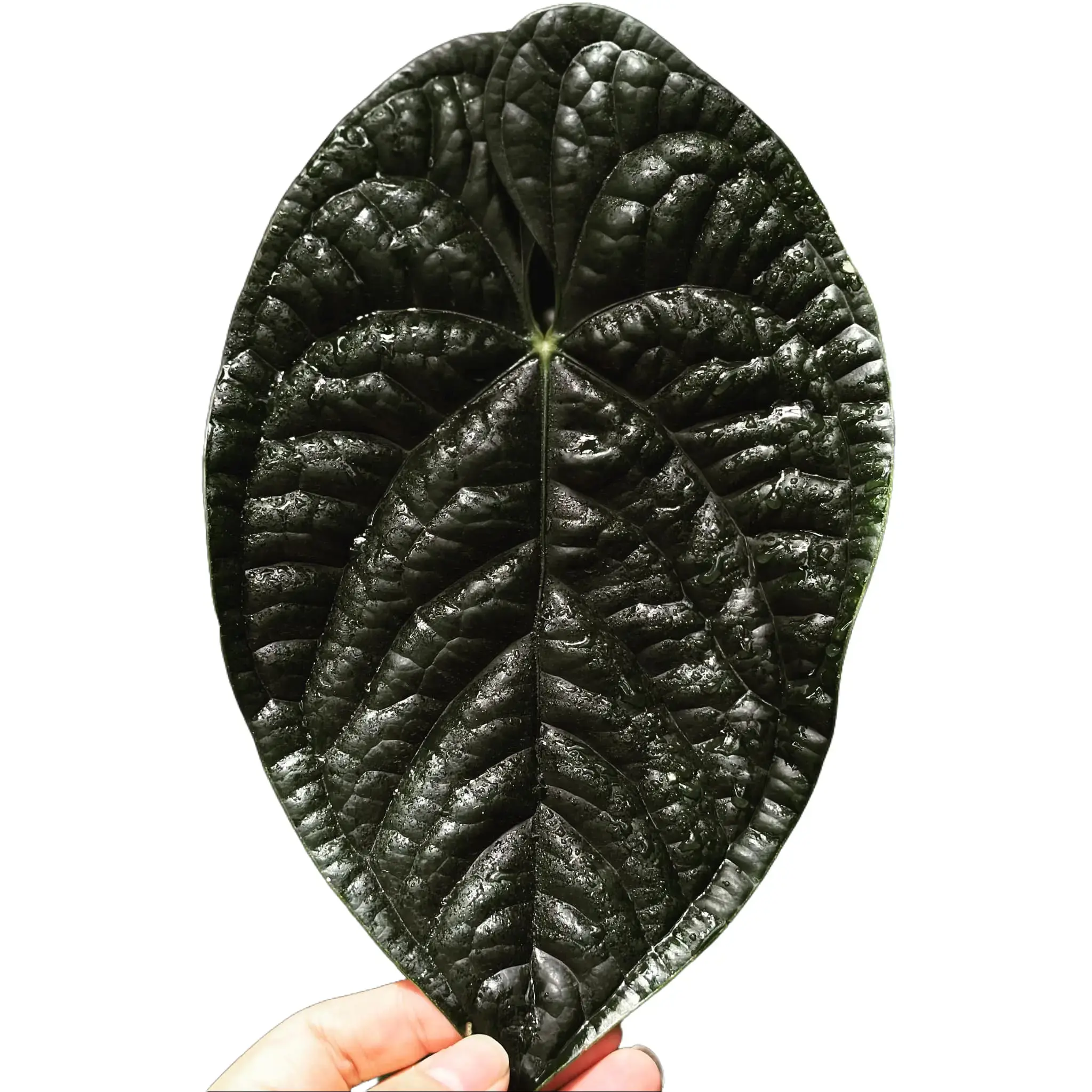 Anthurium Crystallium Dark x Luxurians Black Velvet Tissue Culture - Live Houseplant - Rare Hybrid Aroid - Dark Velvet Foliage - Deep Veining - Large Heart Shaped Leaves - Exotic Indoor Plant Gift - Embryonic Plantlet - Collectors Item - High-End Hybrid