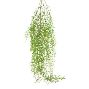 Smilax Greenbrier Vine