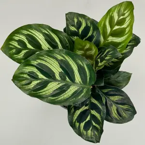 Calathea Makoyana | Peacock Plant | 4 In. Pot | Live Plant | Indoor | Outdoor