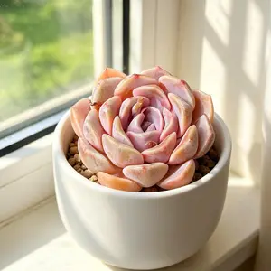 Echeveria ‘Teddy Bear Burger’ Live Succulent Plant – Rare Colorful Succulent, Bare Root (No Pot), Easy Care, Beginner Friendly, Indoor Plant, Home & Garden Decor, Plant Lover Gift, Drought Tolerant Succulent