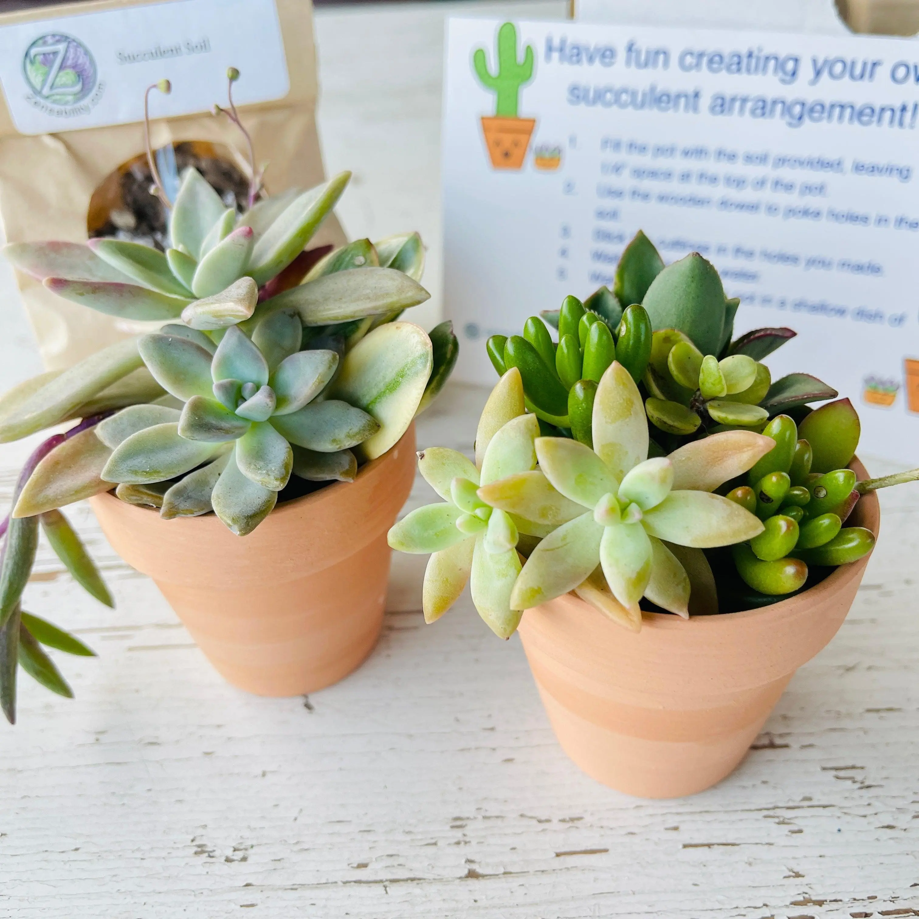 Succulent Arrangement DIY Kit  - Two 2 1/2" Pots