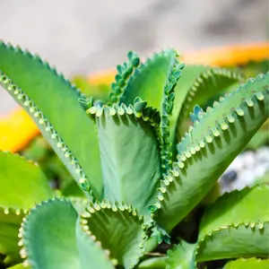 Mother of Thousands Plant Kalanchoe Starter Plants 4 Inch Pot Kalanchoe Daigremontiana Succulent