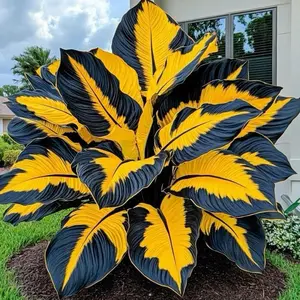 800+ Yellow and Black Flower Seeds – Striking Shade Perennials with Bold Foliage, Easy to Grow for Unique Garden Designs