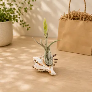 Longspine Murex Seashell with Assorted Tillandsia Air Plant