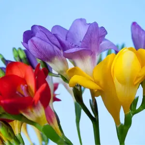 Freesia Flower Bulbs for Spring Planting - Mixed Colors for Bouquets - Large Healthy Bulbs - Great for Container or Outdoor Growing