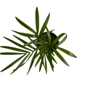 Palm- Terrarium/Houseplant! Palm- Terrarium/Houseplant!