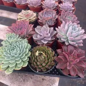 6” Succulents Many Varieties ON SALE Indoor sculpture