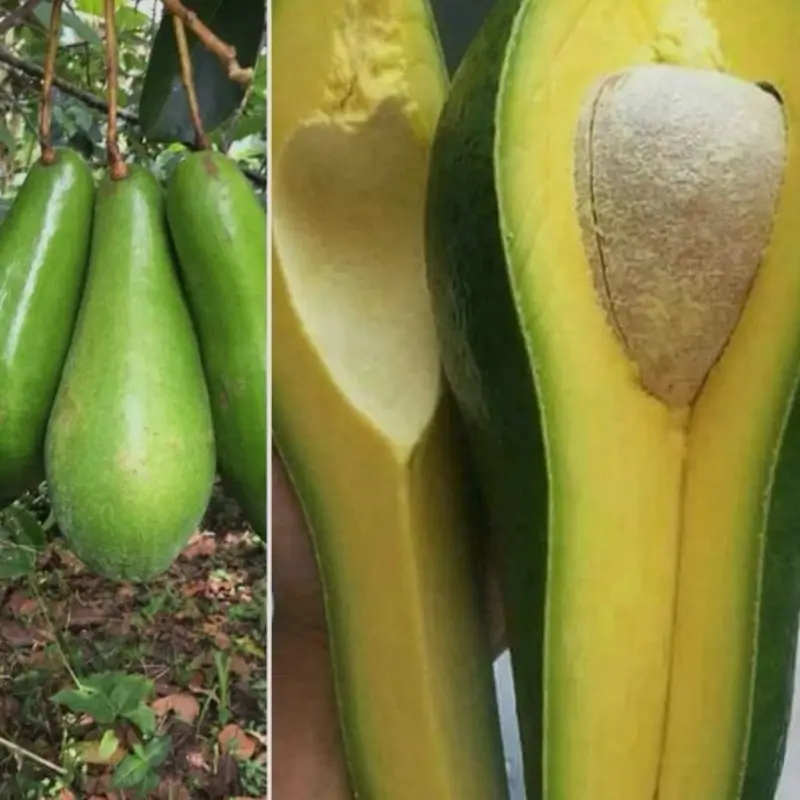 Grafted Catalina, Russell, Simmons & Miguel Avocado Tree - 2-3ft Live Outdoor Fruit Tree for Home Garden Supplies