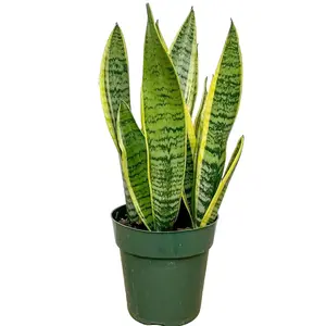6" Sansevieria Laurentii 'Snake Plant', Live Houseplant, Indoor Plant