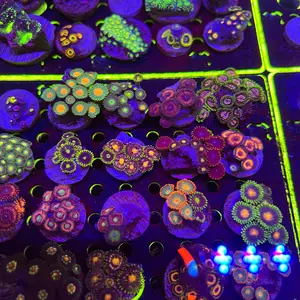 Custom Zoa Pack