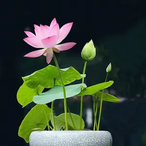 20 pcs Lotus Seeds for Planting Bowl Lotus Seeds, Water Lily Flower Plant Seed. Great for Beginners and Seasoned Gardeners Alike