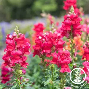Snapdragon Seeds - Floral Showers Series